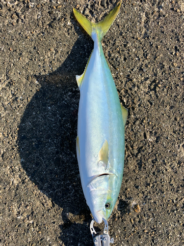 イナダの釣果