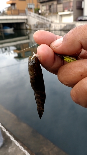 ハゼの釣果