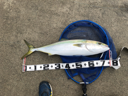 ワラサの釣果