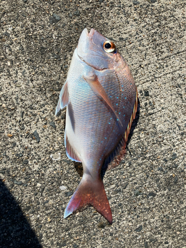 タイの釣果