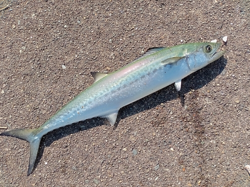 サゴシの釣果