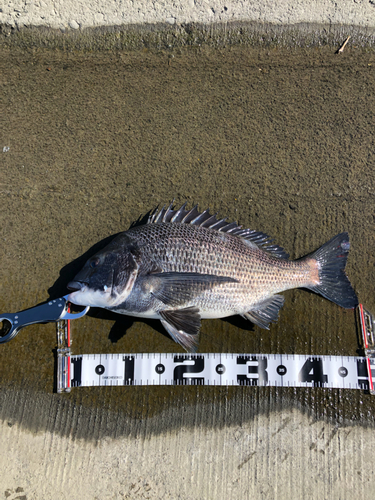 チヌの釣果