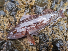 アイナメの釣果