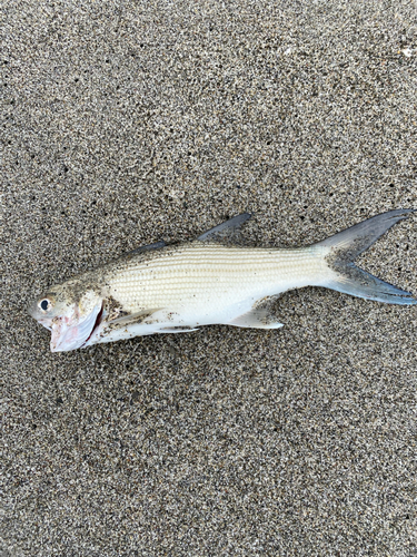 ツバメコノシロの釣果