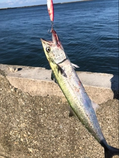 サゴシの釣果