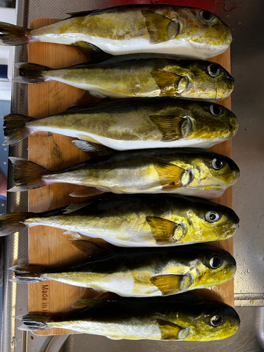 クロサバフグの釣果