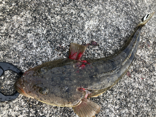 マゴチの釣果