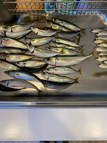 サバの釣果