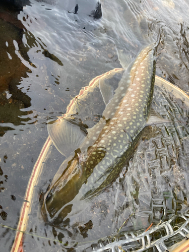 アメマスの釣果