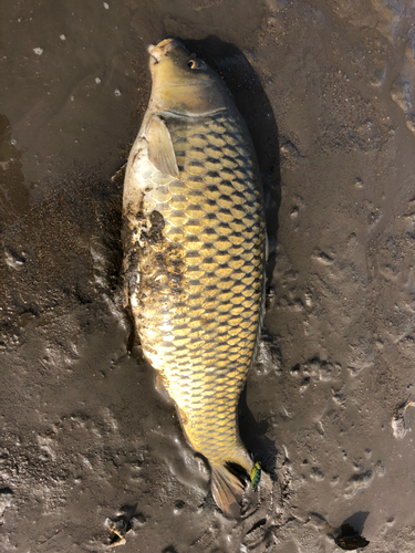 ノゴイの釣果