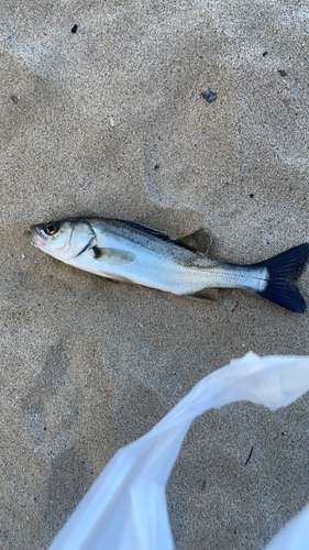 セイゴ（マルスズキ）の釣果