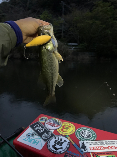 ラージマウスバスの釣果