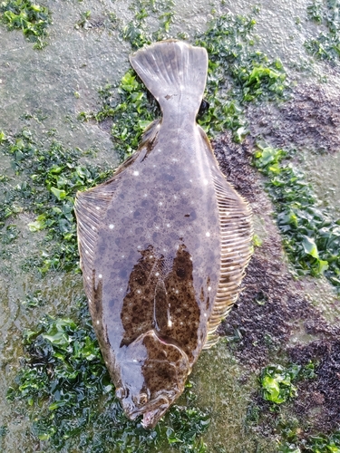 ヒラメの釣果