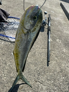 シイラの釣果