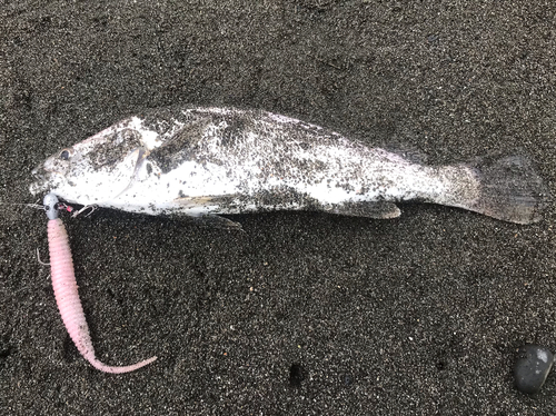 ニベの釣果