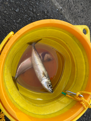 サバの釣果