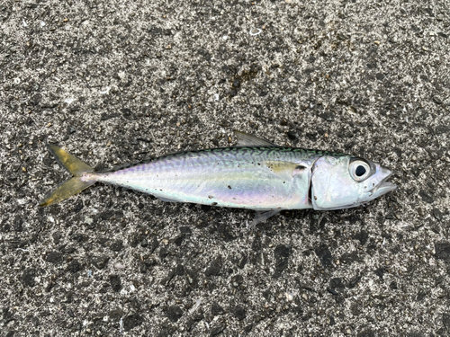 サバの釣果