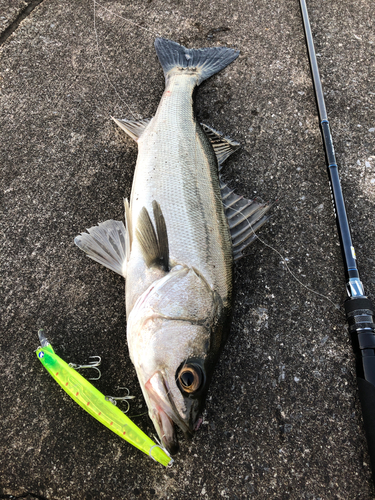 シーバスの釣果