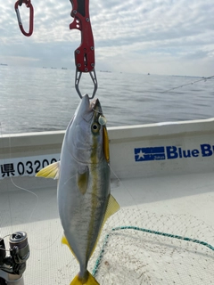 イナダの釣果