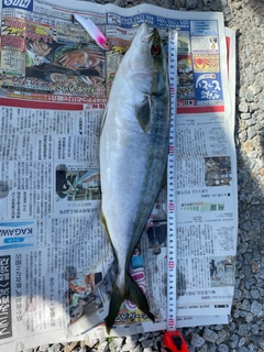 ハマチの釣果