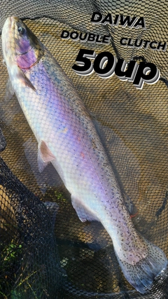 ニジマスの釣果