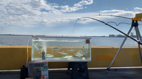 サッパの釣果