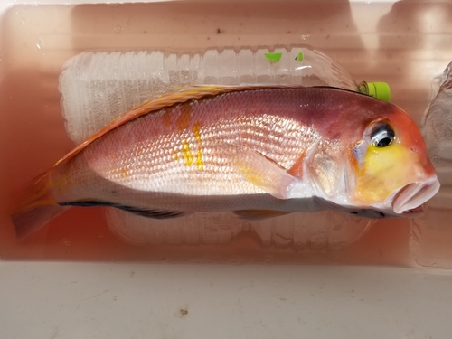 アマダイの釣果