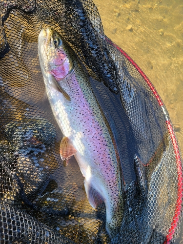 ニジマスの釣果