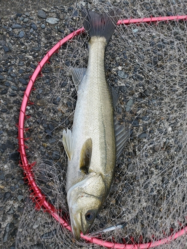 フッコ（マルスズキ）の釣果