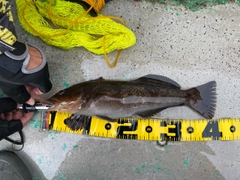 アブラコの釣果