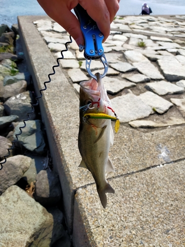 セイゴ（マルスズキ）の釣果