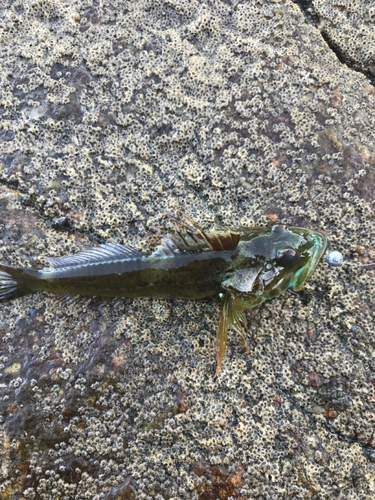 アナハゼの釣果