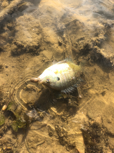 ブルーギルの釣果