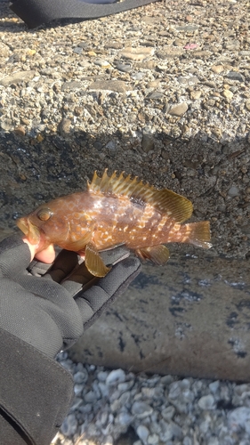 メバルの釣果