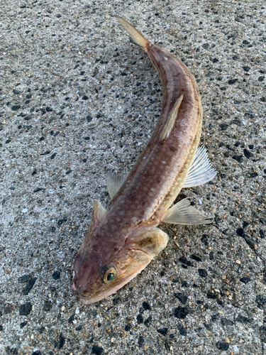 エソの釣果