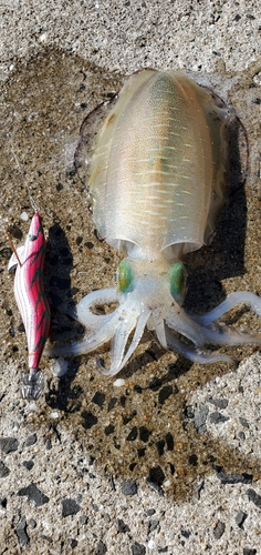 アオリイカの釣果