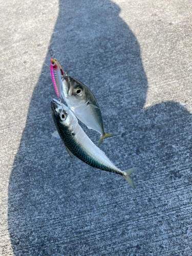 サバの釣果