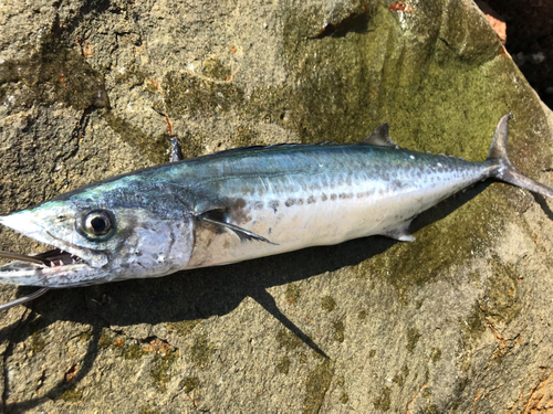 サゴシの釣果