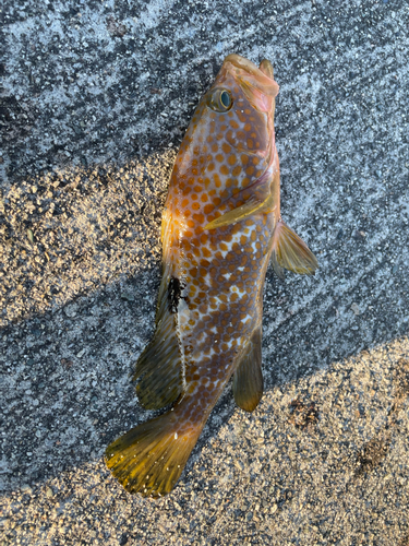 キジハタの釣果