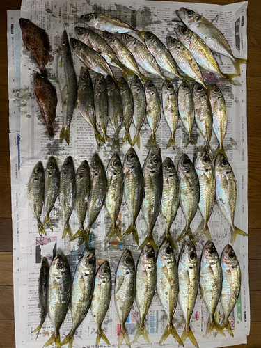 シマアジの釣果