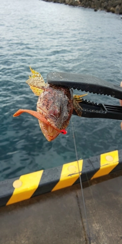 アカエソの釣果