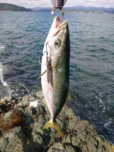 ヤズの釣果