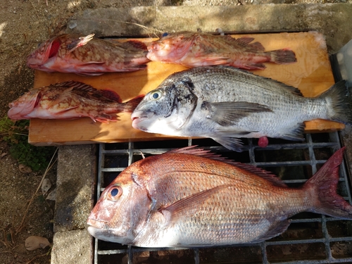 マダイの釣果