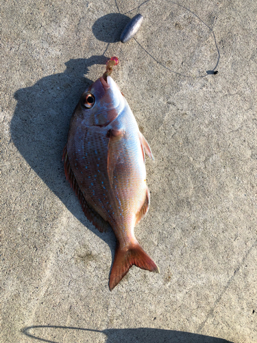 マダイの釣果