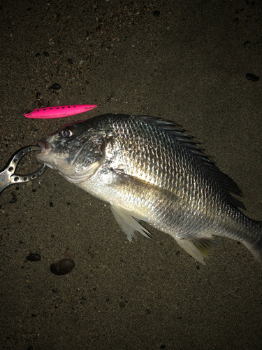 キビレの釣果