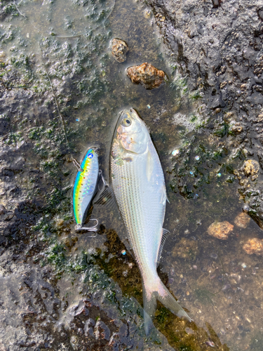 コノシロの釣果