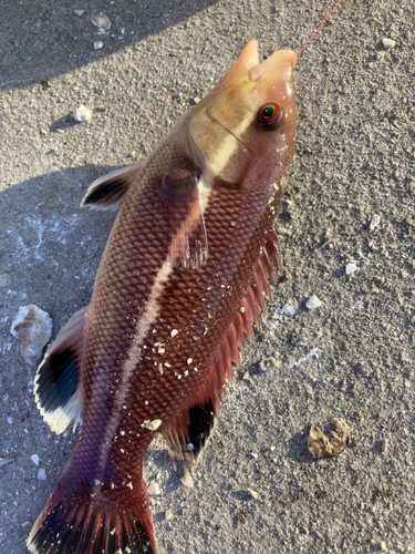 イソベラの釣果