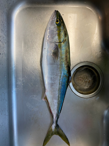 メジロの釣果