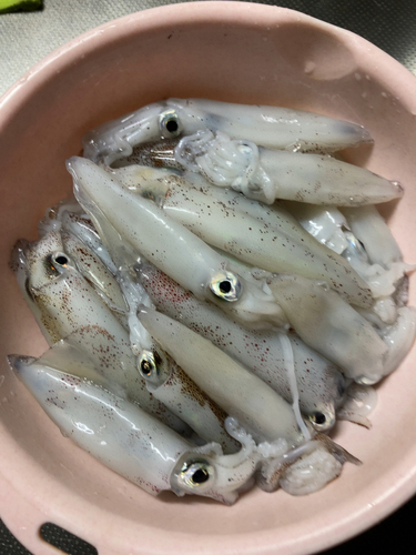 マメイカの釣果