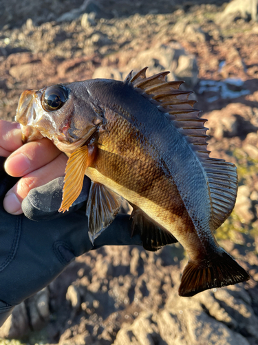 メバルの釣果